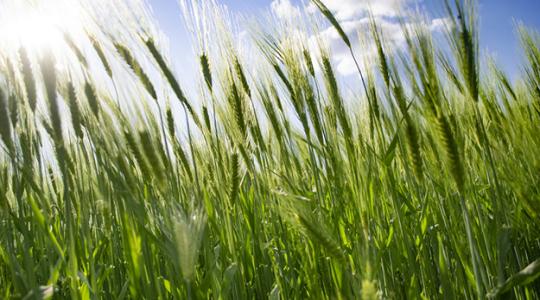 Új kalászos gombaölő szert vezet be a Corteva Agriscience a szeptória ellen 