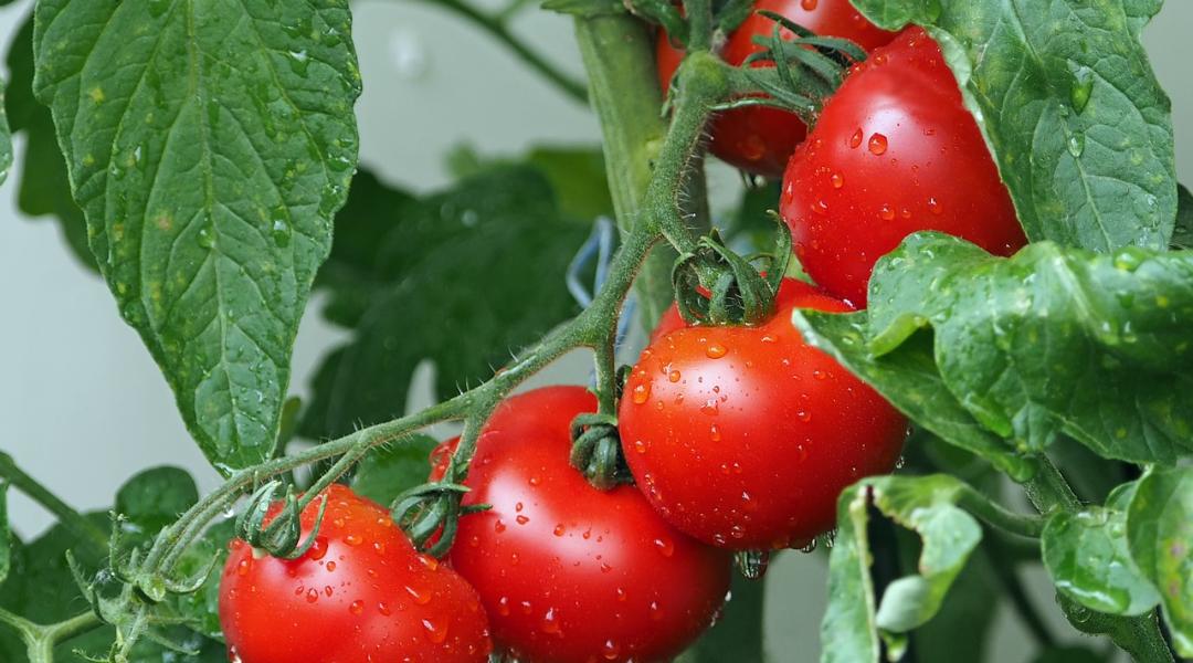 Sok a kérdés a paradicsom fejtrágyázásával kapcsolatban – de mi válaszolunk
