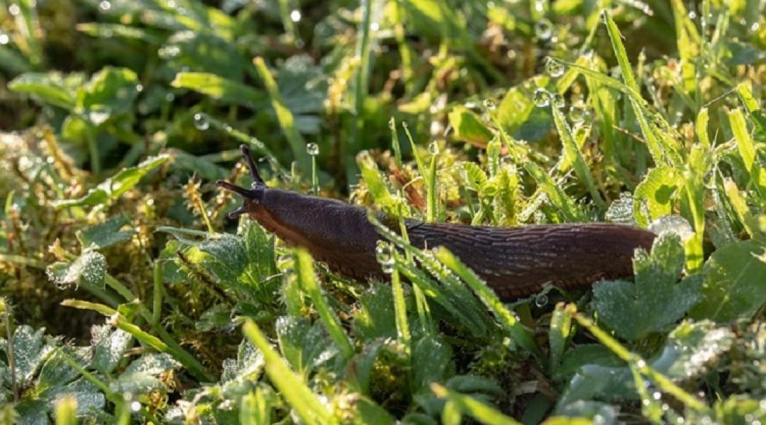 Harcolj vegyszermentesen a kertet pusztító kártevők ellen