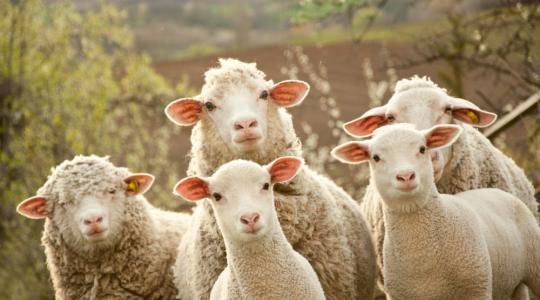 Gyapjú árinformációk – termelői tapasztalatok alapján