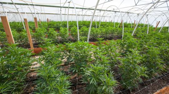 Elítélték a zalai kannabisztermesztőket