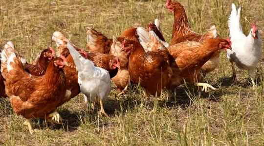 Madárinfluenza: már Békés megyében is szűrik a baromfikat