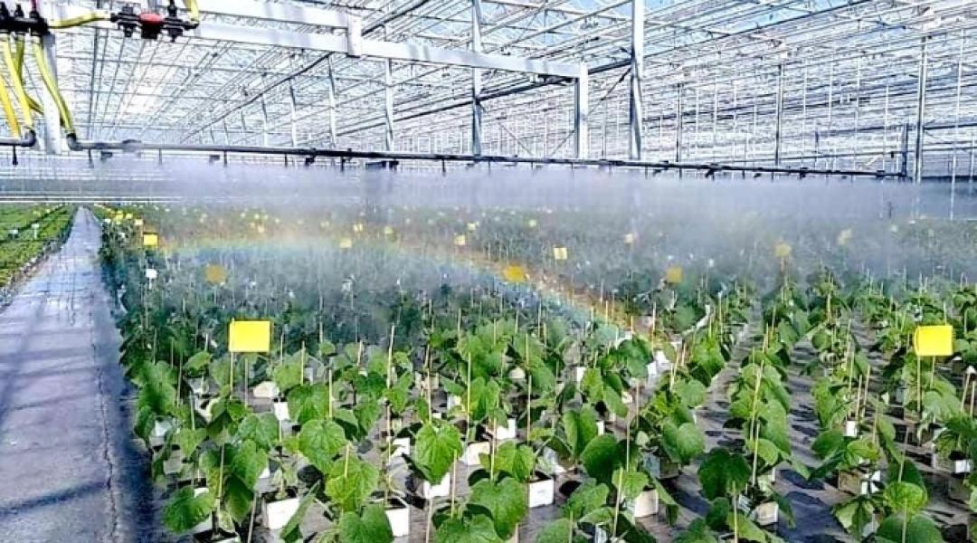 Töretlen termelés, növekvő kereslet... – Az Árpád-Agrár Zrt. palántanevelési beszámolója