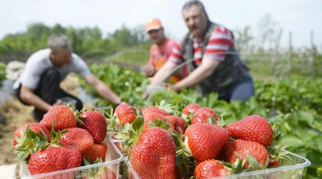 Még megmenthető a betakarítás? Mostantól külföldi idénymunkások is dolgozhatnak