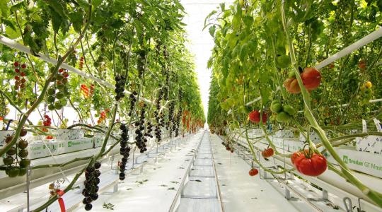 14 ezer négyzetméteres, csúcstechnológiájú üvegház, ahol a jövő paradicsomfajtáit nemesítik 