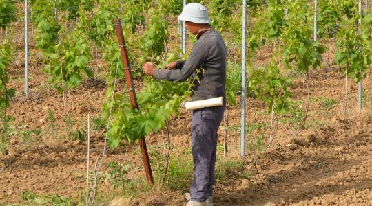 Hamarosan érkezik a 25 milliós agrár-mentőcsomag