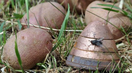 Első világháborús gyutacsokat találtak egy burgonyaszállítmányban Dunaegyházán 