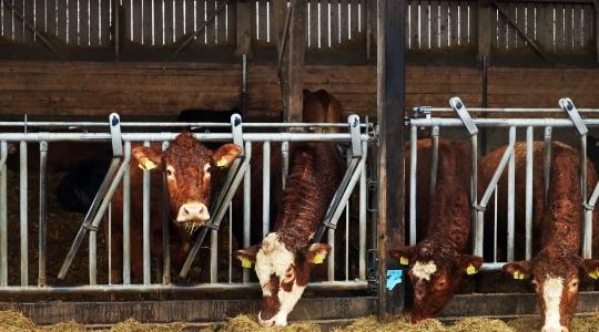 Állattartók figyelem! Meghosszabbították a kötelező adategyeztetés határidejét
