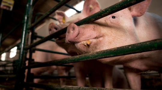 Rendkívüli Uniós intézkedéseket sürget Magyarország a baromfi-, a sertés- és a tejágazatban