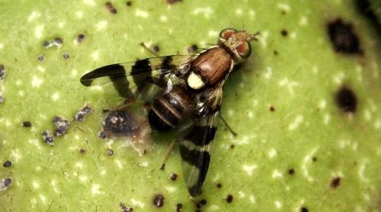 Egész Európában féltik a diótermést