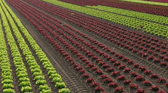 Teljesíthetetlen az Európai Bizottság Termőföldtől az asztalig és a Biodiverzitás stratégiája?