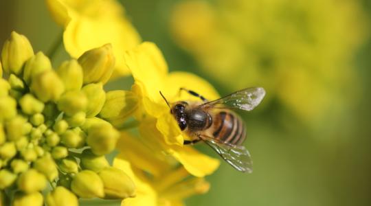A neonikotinoidok akadályozzák a méheket a varroa atka elleni védekezésben