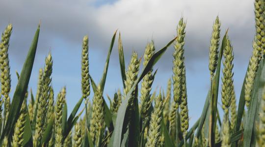 A BASF új kalászos gombaölő szere megkapta a magyarországi hatósági engedélyt
