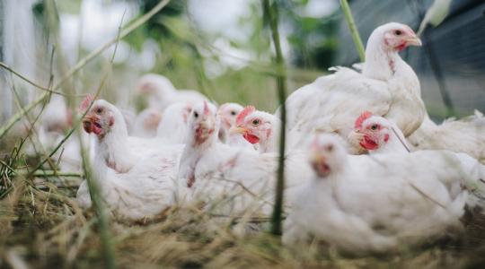 Állatjóléti támogatás: két fontos határidő június-júliusban