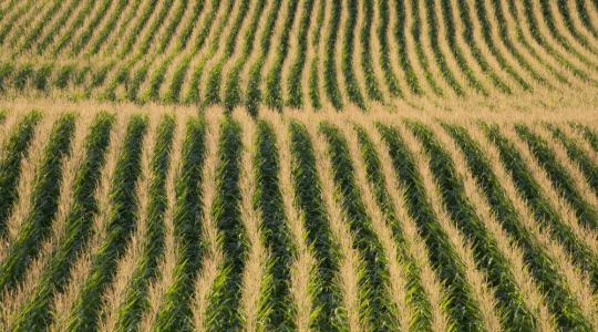 GMO: a világ egyik legnagyobb üzlete