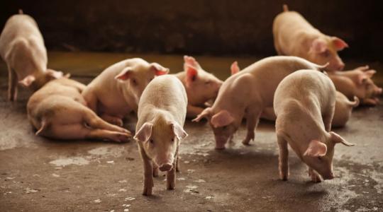 Újra fellángolt az antibiotikum vita: ezúttal a britek és az amerikaiak között