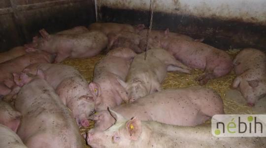 Csúnyán megbukott egy Pest megyei sertéstelep a Nébih ellenőrzésén