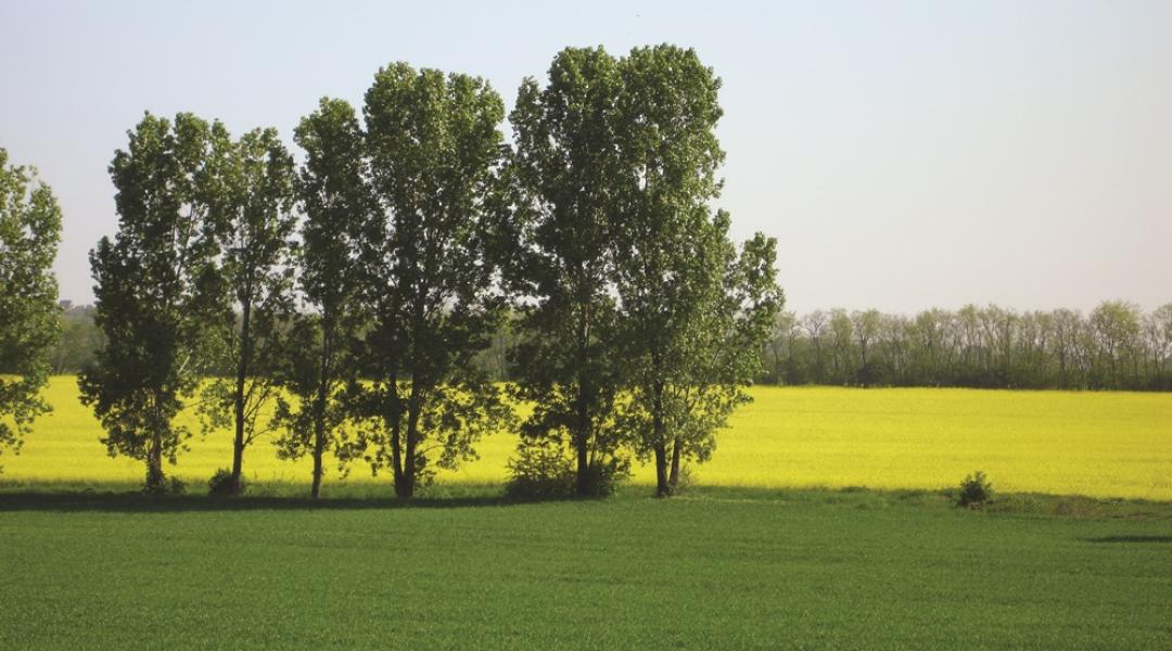 Sokat jelentett az eső, de van két növény, aminek már késő