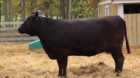 Több mint 17 milló forintnak megfelelő rekordösszegért kelt el a híres japán wagyu borjú Németországban