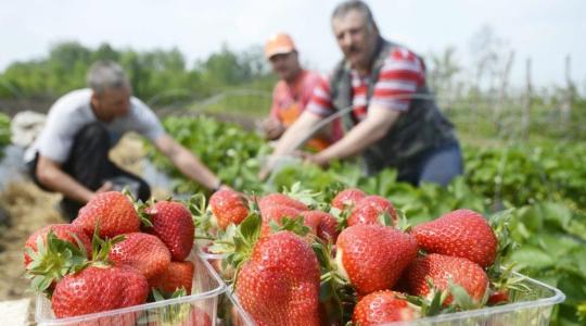 Aranyáron mérik idén a szamócát