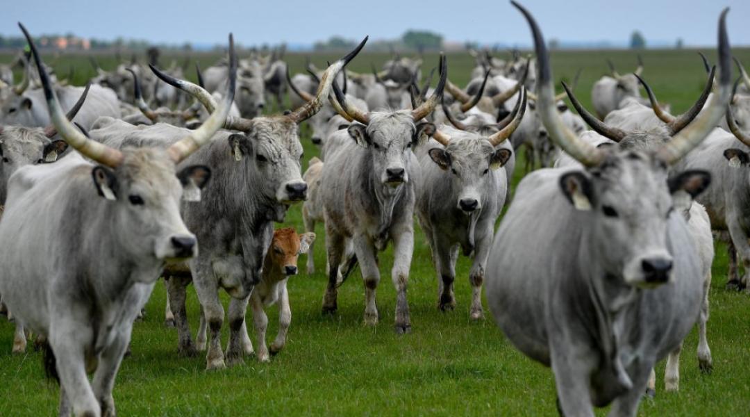 4000 hektár legelőt ad bérbe a Hortobágyi Nemzeti Park