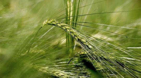 Itt a segítség az agronómiától a terményfelvásárlásig! Vágj bele a sörárpatermesztésbe! – VIDEÓ