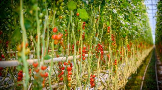 Idén a Veresi Paradicsom Kft. kapta az Agrár Innovációs Díjat