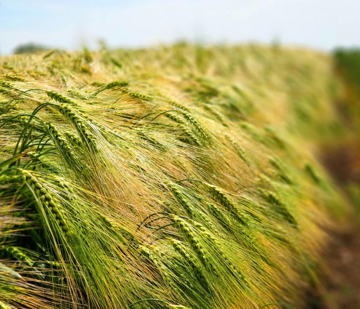 Hibridkalászosok: egy lépéssel mások előtt. Hibridkalászosok: egy lépéssel mások előtt.