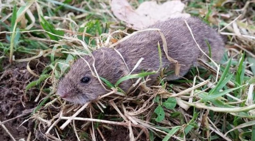 Amikor a rágcsálók okoznak fejfájást – a mezei hörcsög és mezei pocok elleni védekezés