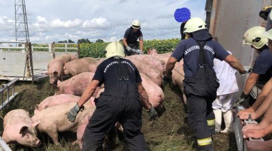 A tűzoltóknak kellett összeterelni a sertéseket miután a jószágokat szállító jármű felborult