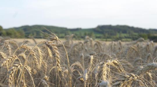 A búza-kőüszög felismerése, megelőzése és védekezési lehetőségek az ökológiai gazdálkodásban