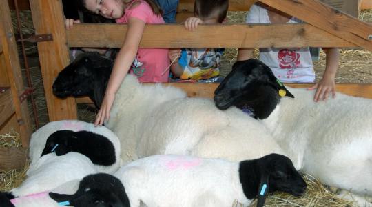 Bár kevesebb kiállítóval, de megrendezik Debrecenben a Farmer Expót
