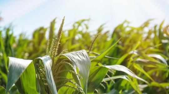 Három új csemegekukorica-fajtát mutatott be a Syngenta