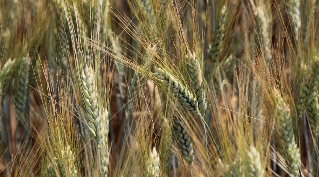 Fókuszban a durumbúza – idén a termelők nagyon szép profitot érhettek el a learatott termény eladásakor