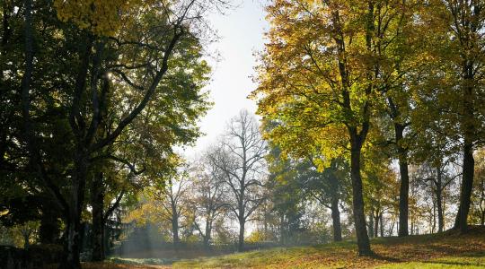 650 hektár erdőt telepítenek az új akcióterv keretében
