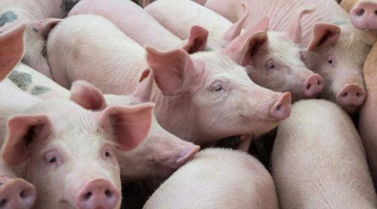 Vészesen fogy a hazai sertés – újabb mélyponton az állomány