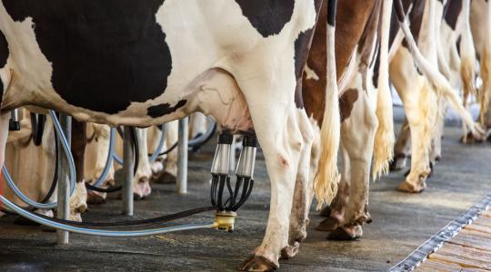 Giga tejfeldolgozót építenek az oroszok Szibériában