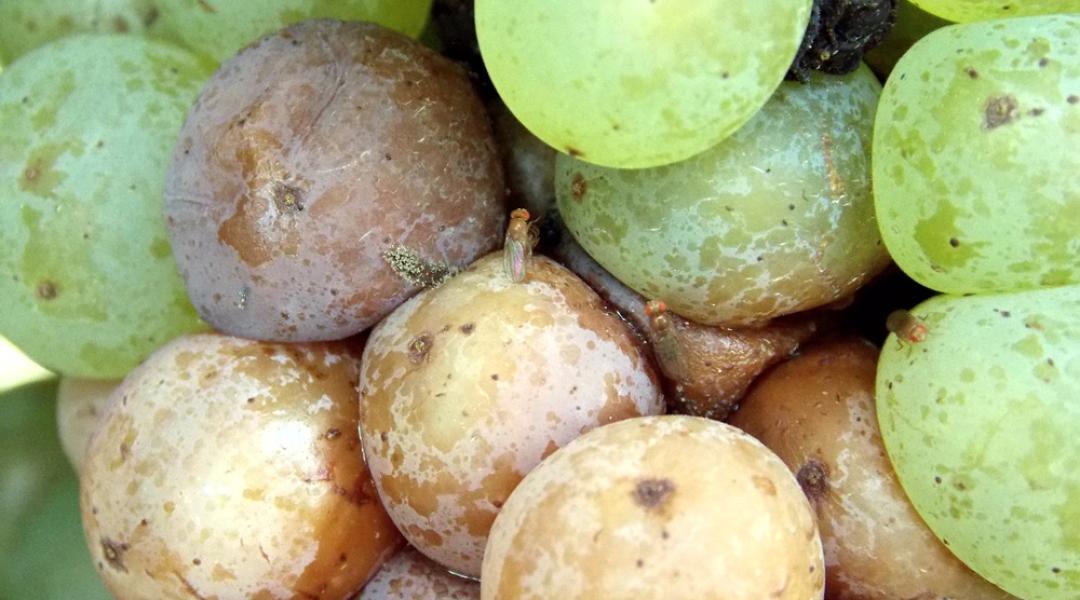 Növényvédelmi előrejelzés: a pettyesszárnyú muslica az érő szőlőt fenyegeti