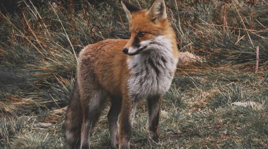 Legeltetési tilalom és ebzárlat – indul a rókák veszettség elleni „beoltása”