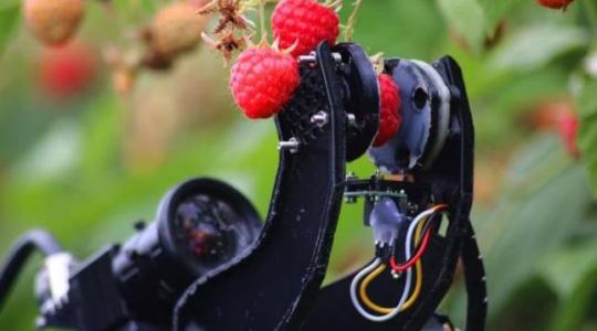 A britek próbálják robotokkal helyettesíteni a hiányzó vendégmunkásokat – VIDEÓ