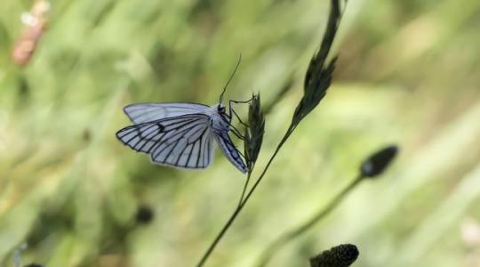 Új biopeszticidek nyújthatnak védelmet a fehérlepkék ellen