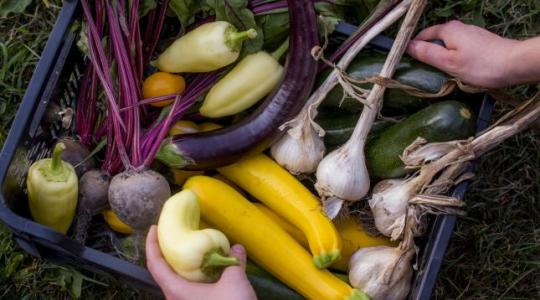 5 év alatt megduplázódott a hazai ökoterületek nagysága