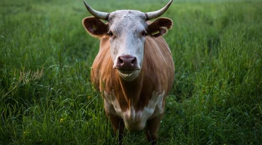 Spermafestéssel ellenőrizhető a termékenyítőanyag minősége