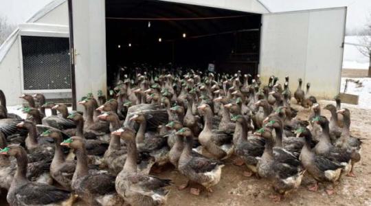 Vándormadarakkal érkezhet egy újabb madárinfluenza-fertőzés Európába