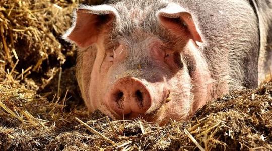 Kóbor disznók az utcákon a vasi faluban