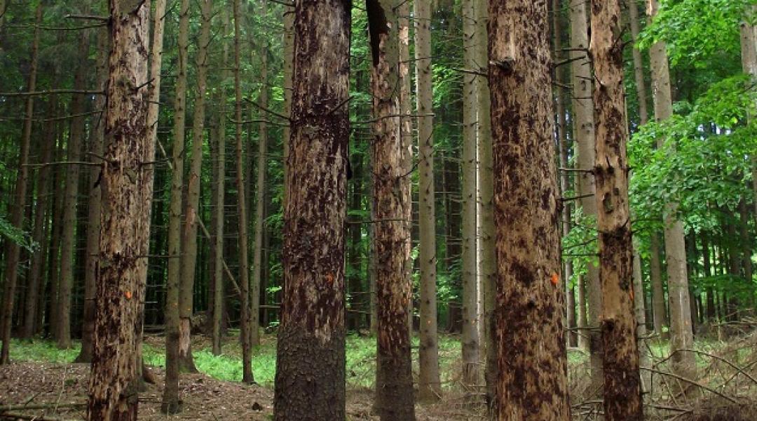 Nem lesz karácsonyfa? – Végleg eltűnik a lucfenyő hazánkból