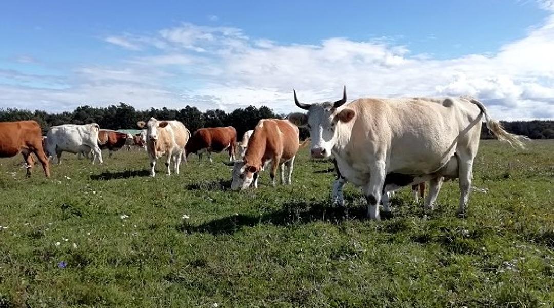 A lepkét vagy a gazdát védjük? Agrár-környezetgazdálkodás a gyakorlatban