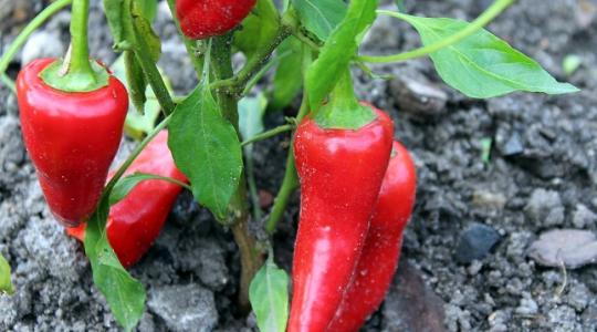 Több mint duplájára nőtt a hazai biogazdálkodók száma négy év alatt