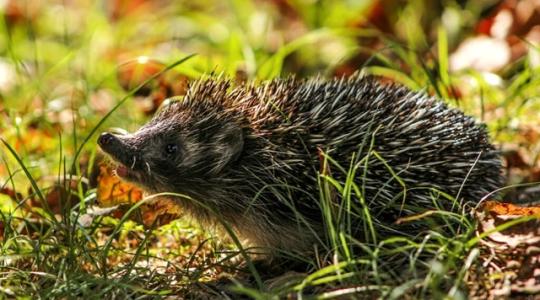 Itt a téli álom ideje – így segítsünk a sünöknek!