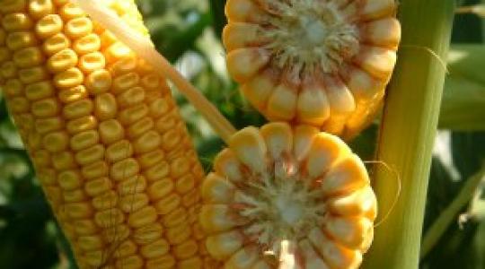 A vetőmagok jelene és jövője – a növénytermesztés Forma-1-e